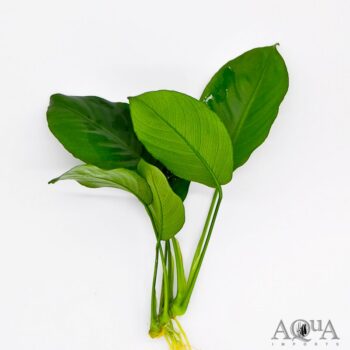 Anubias barteri 'Broad Leaf'