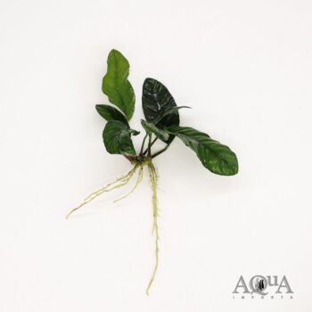 Anubias barterii Coffeefolia
