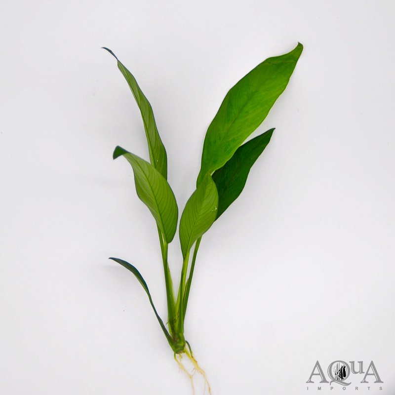 Anubias Congensis (Anubias afzelii)
