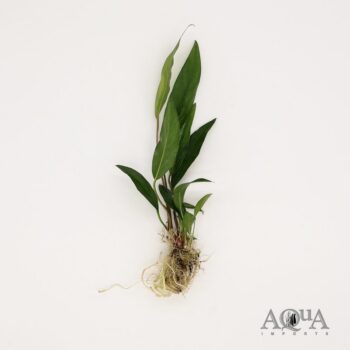 Anubias frazeri