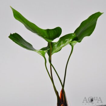Anubias hastifolia