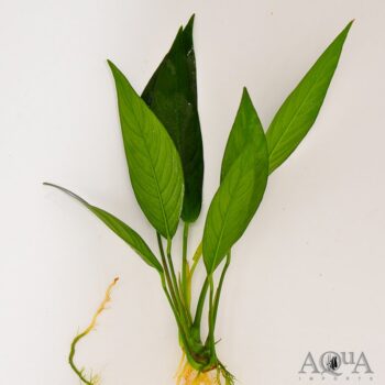 Anubias Lanceolata (Anubias heterophylla 'Lanceolata')