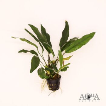 Anubias minima