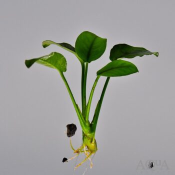 Anubias nana