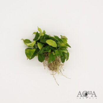Anubias nana 'Gold'