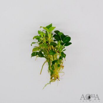 Anubias nana 'Petite'