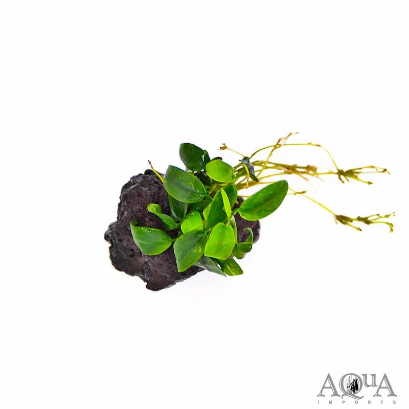 Anubias nana 'Petite' on Rock