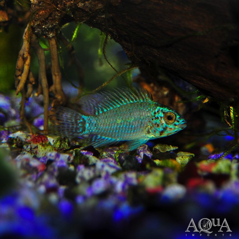Neon Blue Agassizi Dwarf Cichlid (Apistogramma agassizi 'neon blue')