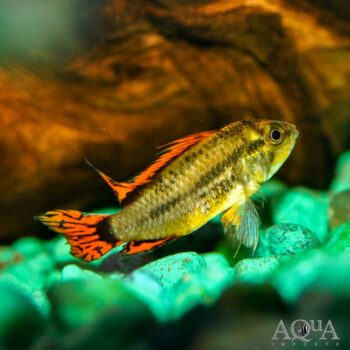 Cockatoo Dwarf Cichlid (Apistogramma cacatuoides)