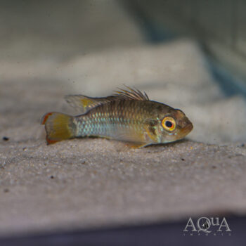 Apistogramma 'Inka 50' (Apistogramma baenschi)