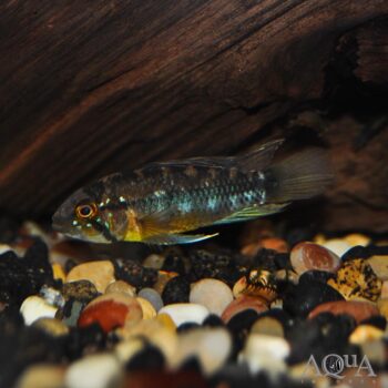 Sunset Apisto (Apistogramma atahualpa)