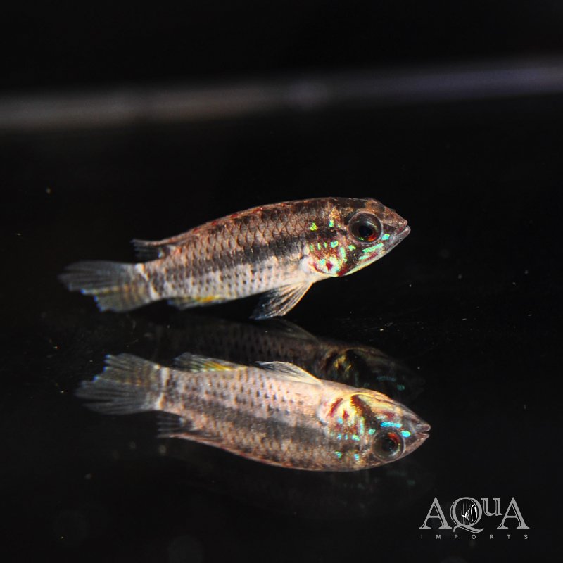 Apistogramma elizabethae