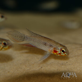 Apistogramma elizabethae