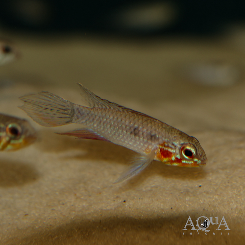 Apistogramma elizabethae