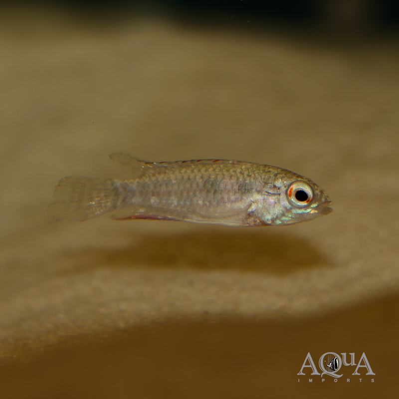 Apistogramma elizabethae