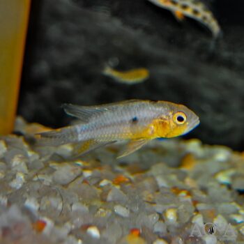 Apistogramma eremnopyge