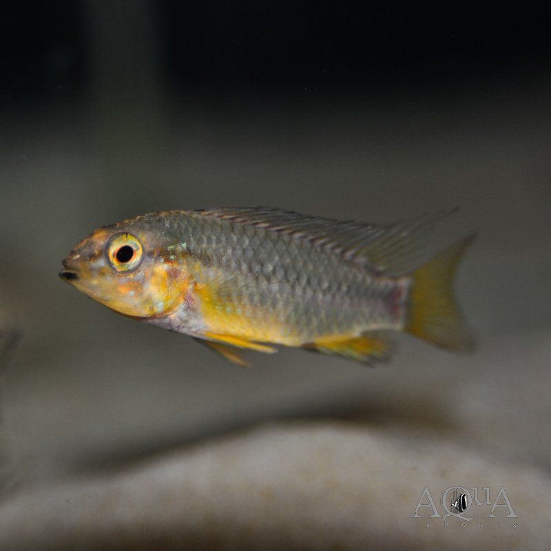 Apistogramma macmasteri