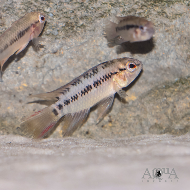 Apistogramma macmasteri 'Tame'