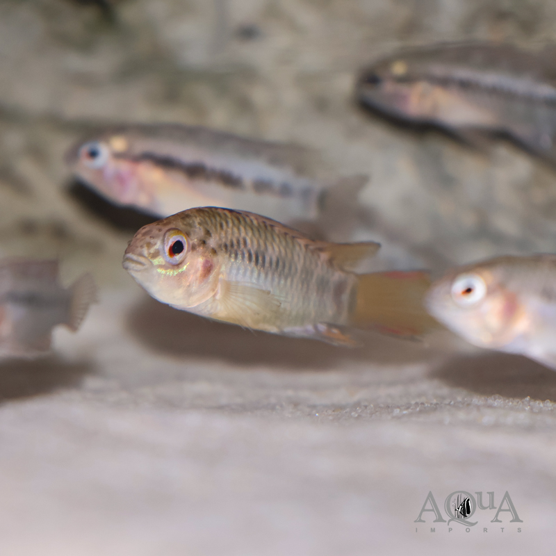 Apistogramma macmasteri 'Tame'