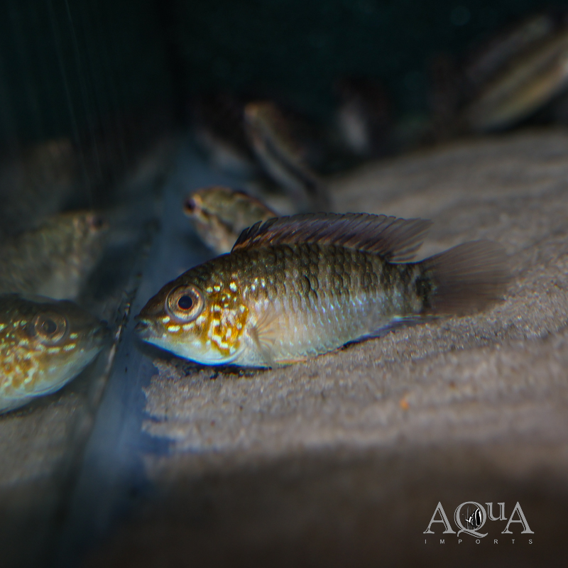 Apistogramma macmasteri 'Tame'