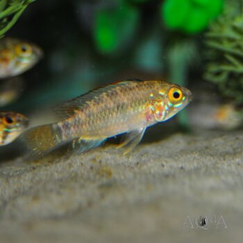Apistogramma personata