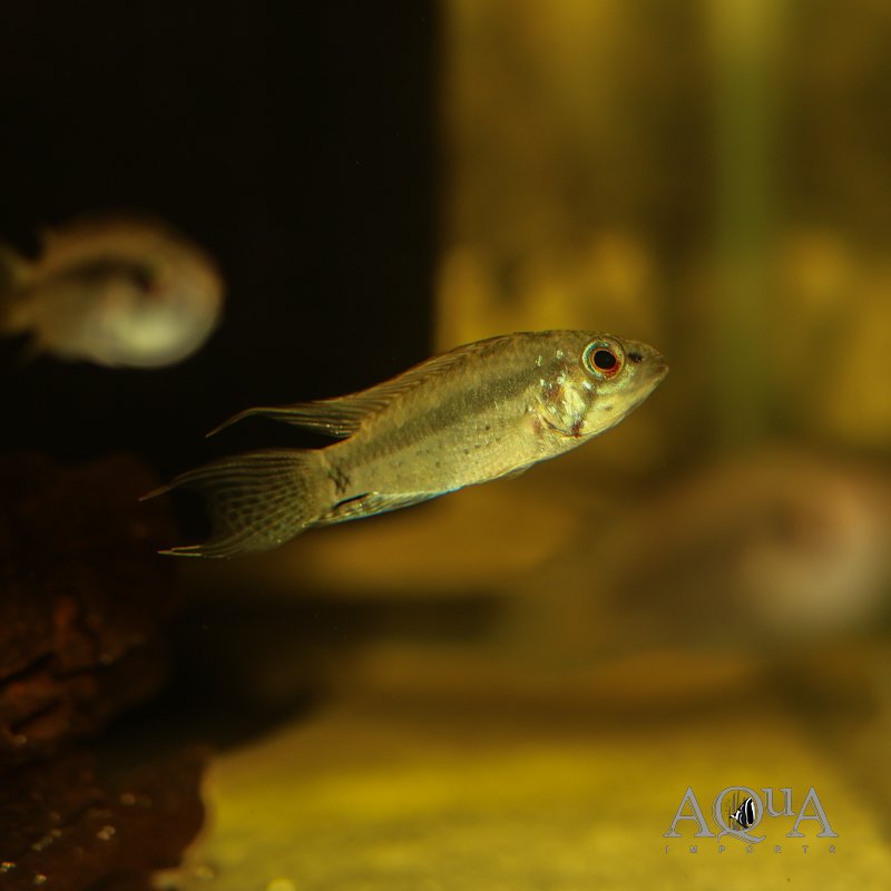 Apistogramma piaroa