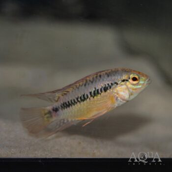 Apistogramma sp. Guaviare