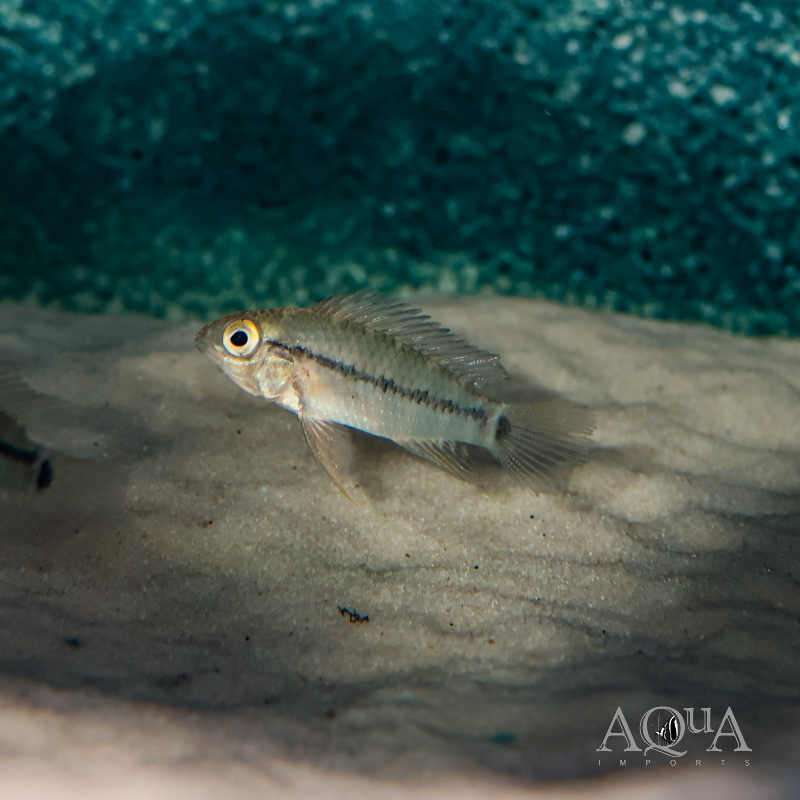 Apistogramma sp. nadelstreifen