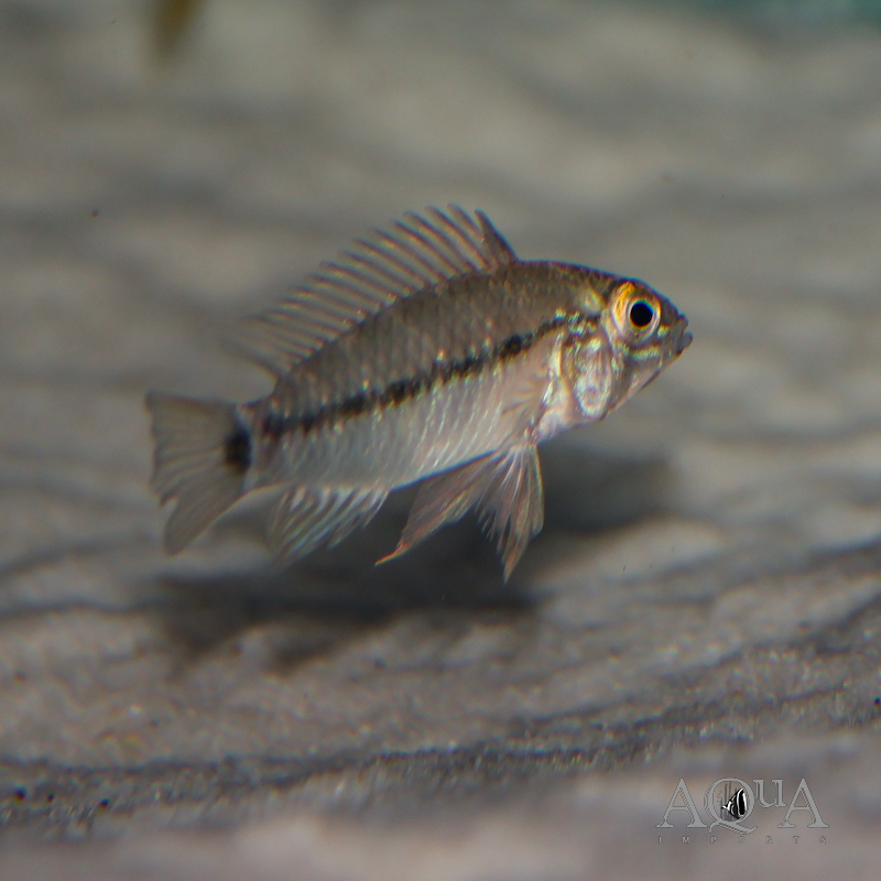 Apistogramma sp. nadelstreifen