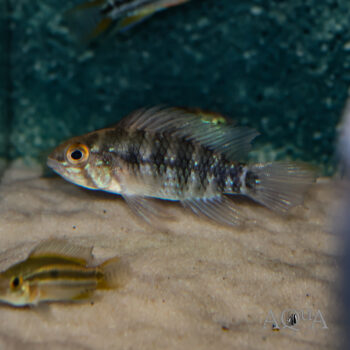 Apistogramma sp. nadelstreifen