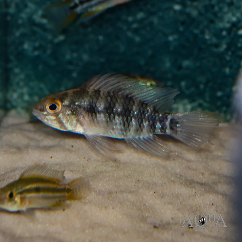 Apistogramma sp. nadelstreifen