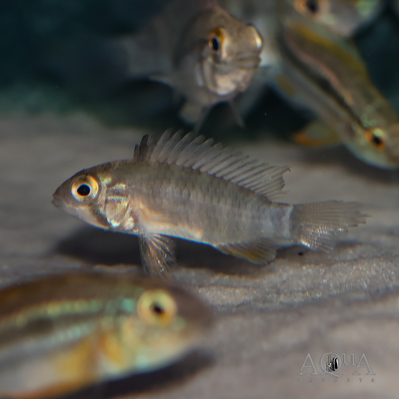 Apistogramma sp. nadelstreifen