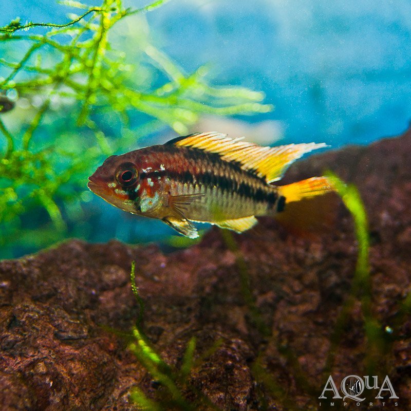Apistogramma viejita Red