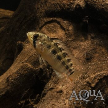 Apistogramma macmasteri 'Tame'