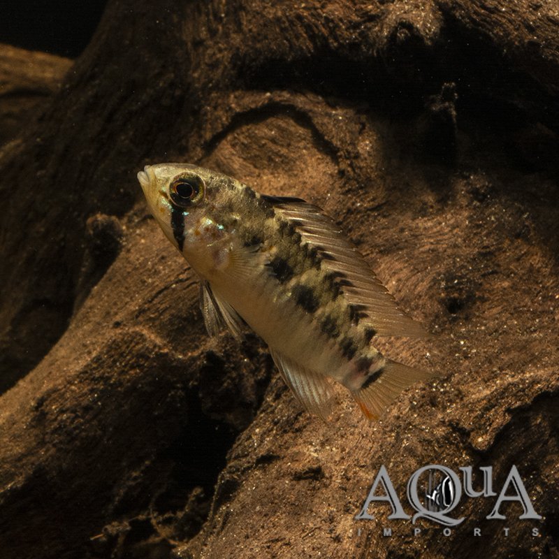 Apistogramma macmasteri 'Tame'