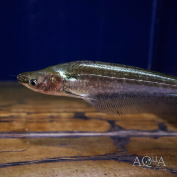 Apogon Catfish (Phalacronotus apogon)