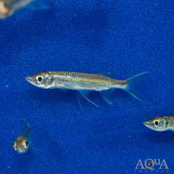 Apollo Shark (Luciosoma setigerum)