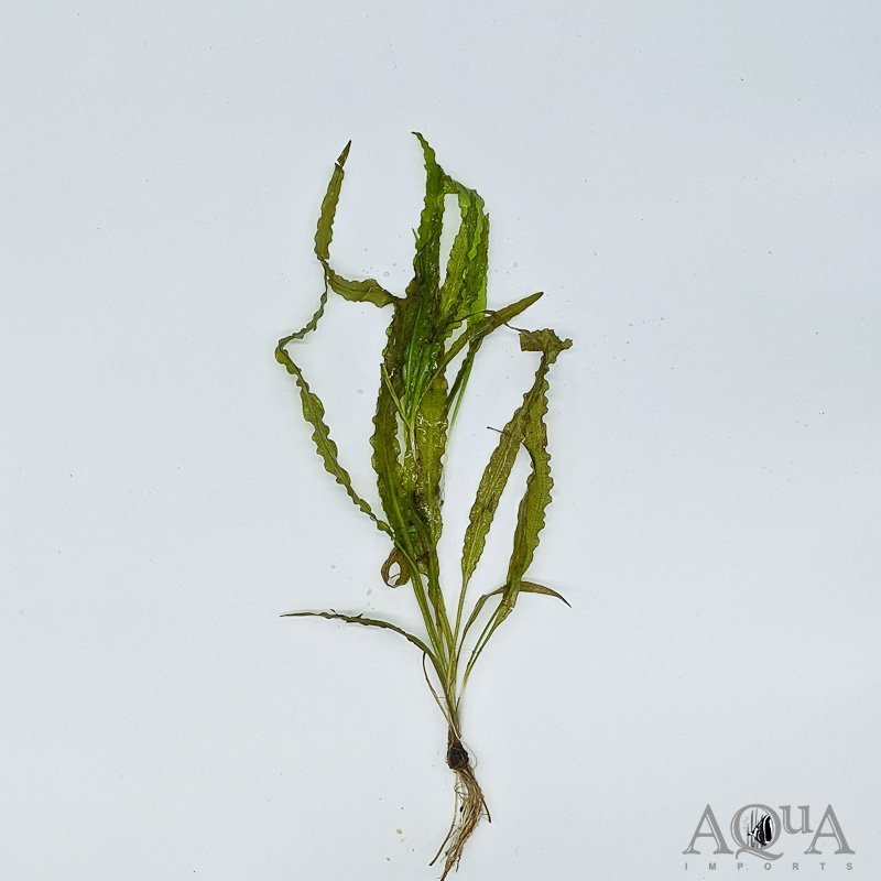 Aponogeton crispus
