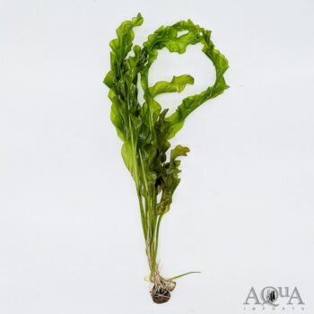 Aponogeton ulvaceus