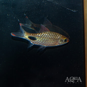 Apsara Mascara Barb (Dawkinsia apsara)