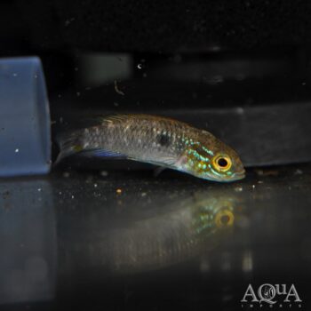 Apistogramma agassizi Flamenco (Apistogramma agassizi 'Flamenco')