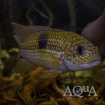 Peru 'Diadema' Cichlid (Aequidens sp. 'jenaro herrera')