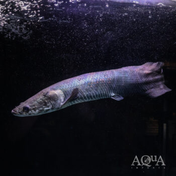 Arapaima (Arapaima gigas)