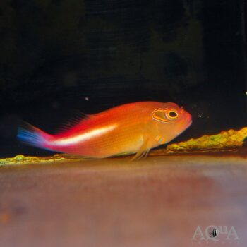 Arc Eye Hawkfish (Paracirrhites arcatus)