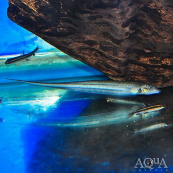 Blax’s Longtail Knifefish (Archolaemus blax)