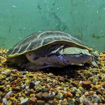 Argentine Side Necked Turtle (Phrynops hilarii)