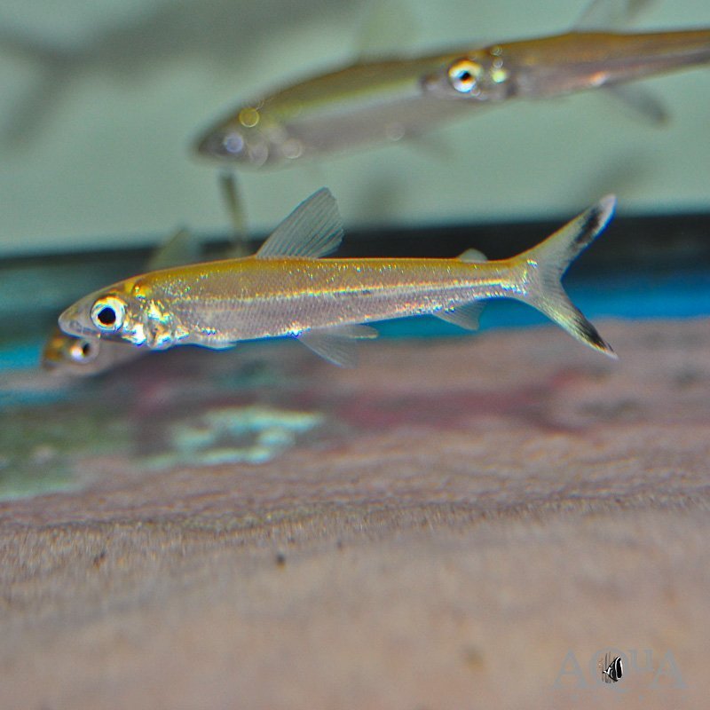 Argonectes longiceps