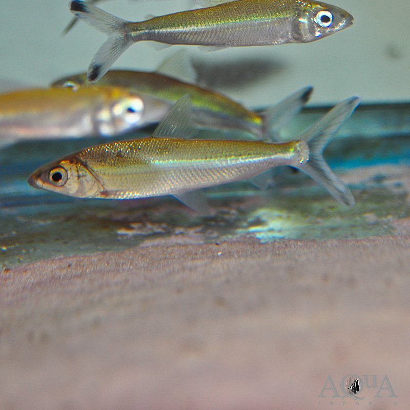 Argonectes longiceps