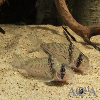 C096 Cory (Hoplisoma sp. C096)