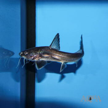 Armored Sea Catfish (Hemiarius stormii)